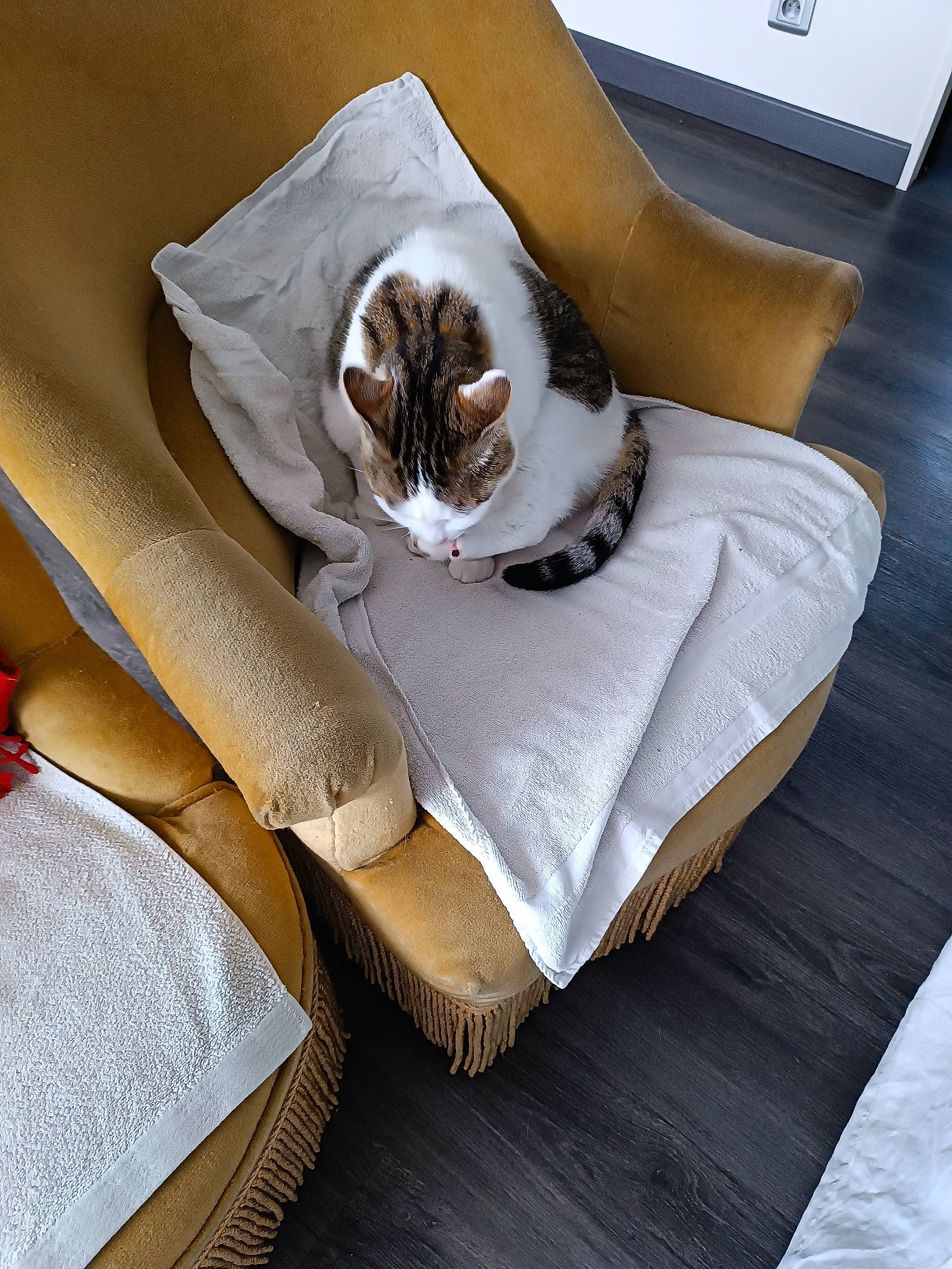 Coquine a rejoint le concours — aidez-le/la à gagner de superbes lots ! bedding, carnivore, cat, comfort, domestic_short_haired_cat, fawn, felidae, flooring, fur, hardwood, linens, pillow, room, sitting, small_to_medium_sized_cats, tail, textile, throw_pillow, whiskers, wood