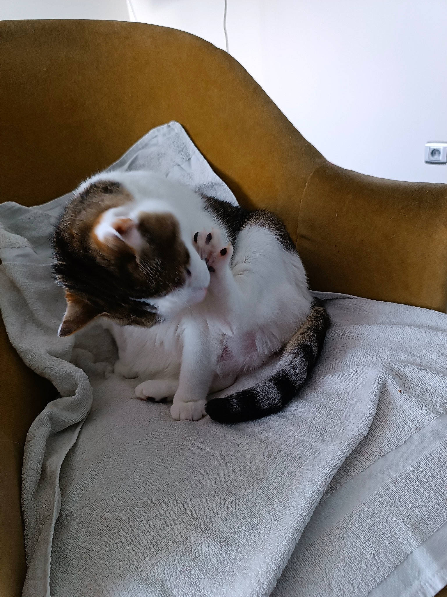 Coquine a rejoint le concours — aidez-le/la à gagner de superbes lots ! canidae, carnivore, cat, comfort, companion_dog, domestic_short_haired_cat, fawn, felidae, fur, grey, hardwood, linens, nap, paw, room, sitting, small_to_medium_sized_cats, tail, whiskers, wood