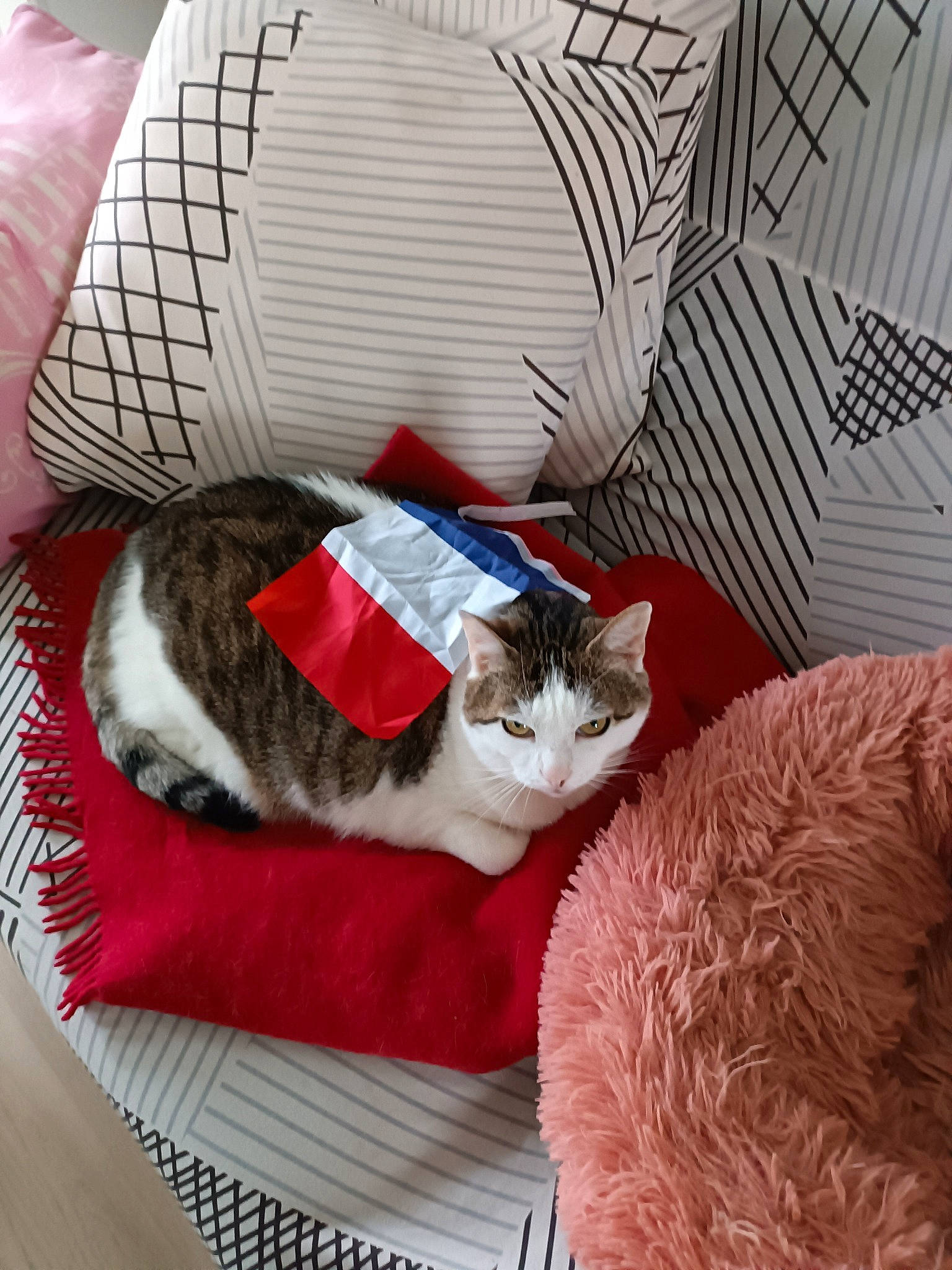 Coquine a rejoint le concours — aidez-le/la à gagner de superbes lots ! bedding, carnivore, cat, cat_supply, comfort, couch, domestic_short_haired_cat, fawn, felidae, fur, lap, linens, pet_supply, pillow, small_to_medium_sized_cats, tail, textile, tree, whiskers, wood