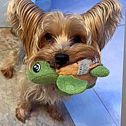 Chanelle a rejoint le concours — aidez-le/la à gagner de superbes lots ! animal, background, brown_fur, canine, close_up, cute, dog, ears, fur, house, indoor, mouth, nose, pet, playful, plush_turtle, small_dog, standing, tile_floor, toy