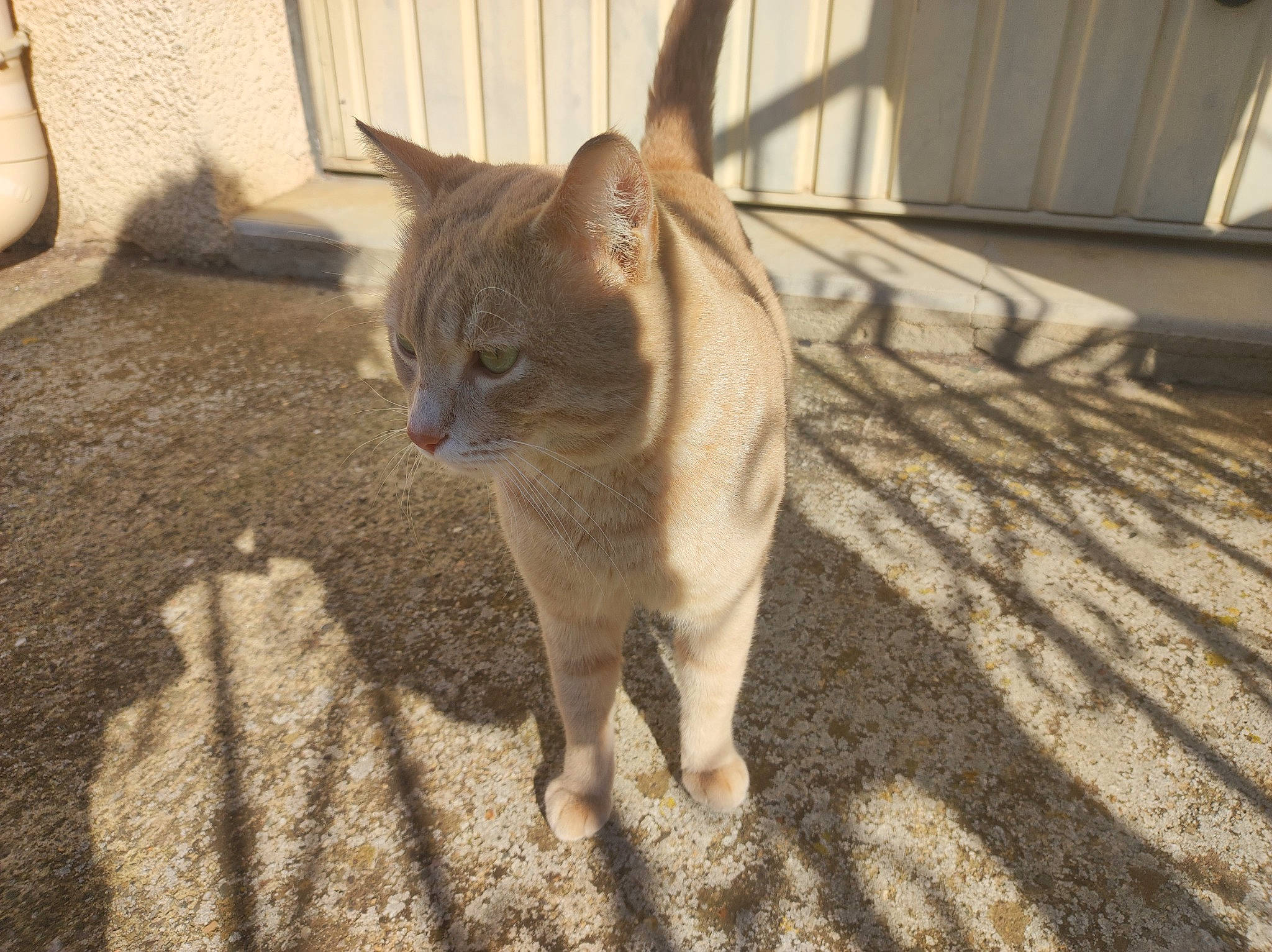 Marley participe au concours pour gagner de l'argent avec cette photo : carnivore, cat, domestic_short_haired_cat, fawn, felidae, flooring, fur, grass, paw, road_surface, shadow, small_to_medium_sized_cats, soil, tail, terrestrial_animal, thai, whiskers, wildlife, wood