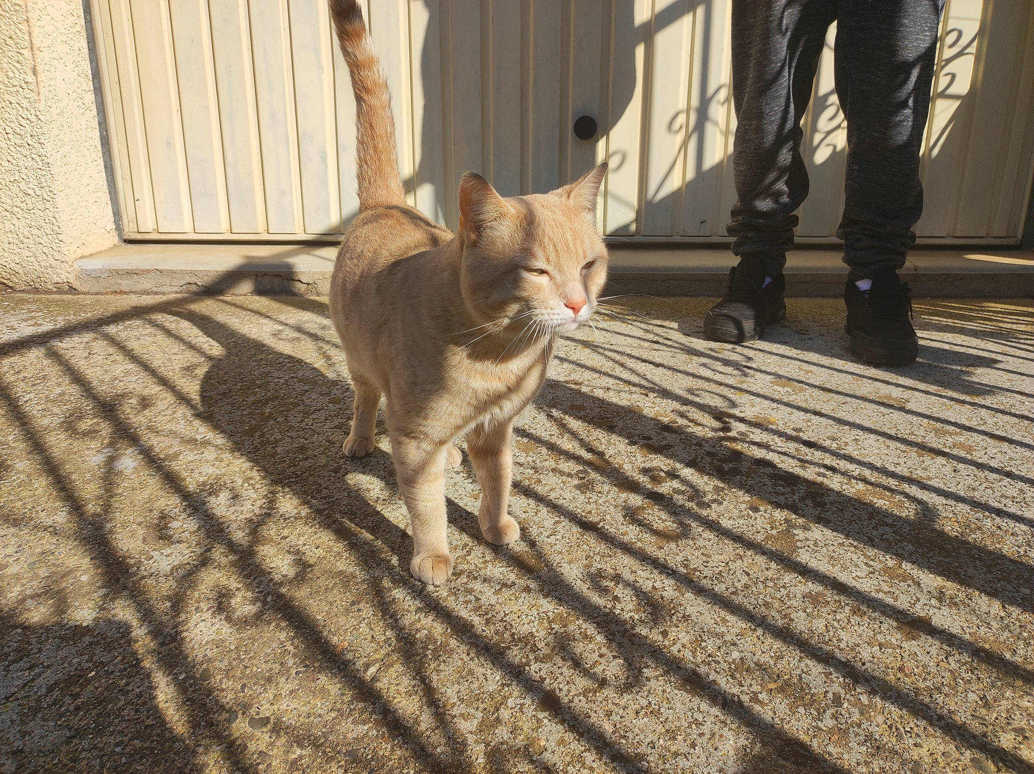 Marley a rejoint le concours — aidez-le/la à gagner de superbes lots ! asphalt, canidae, carnivore, cat, dog_breed, fawn, felidae, fence, floor, flooring, grass, grey, human_leg, road_surface, sidewalk, small_to_medium_sized_cats, snout, tail, whiskers, wood