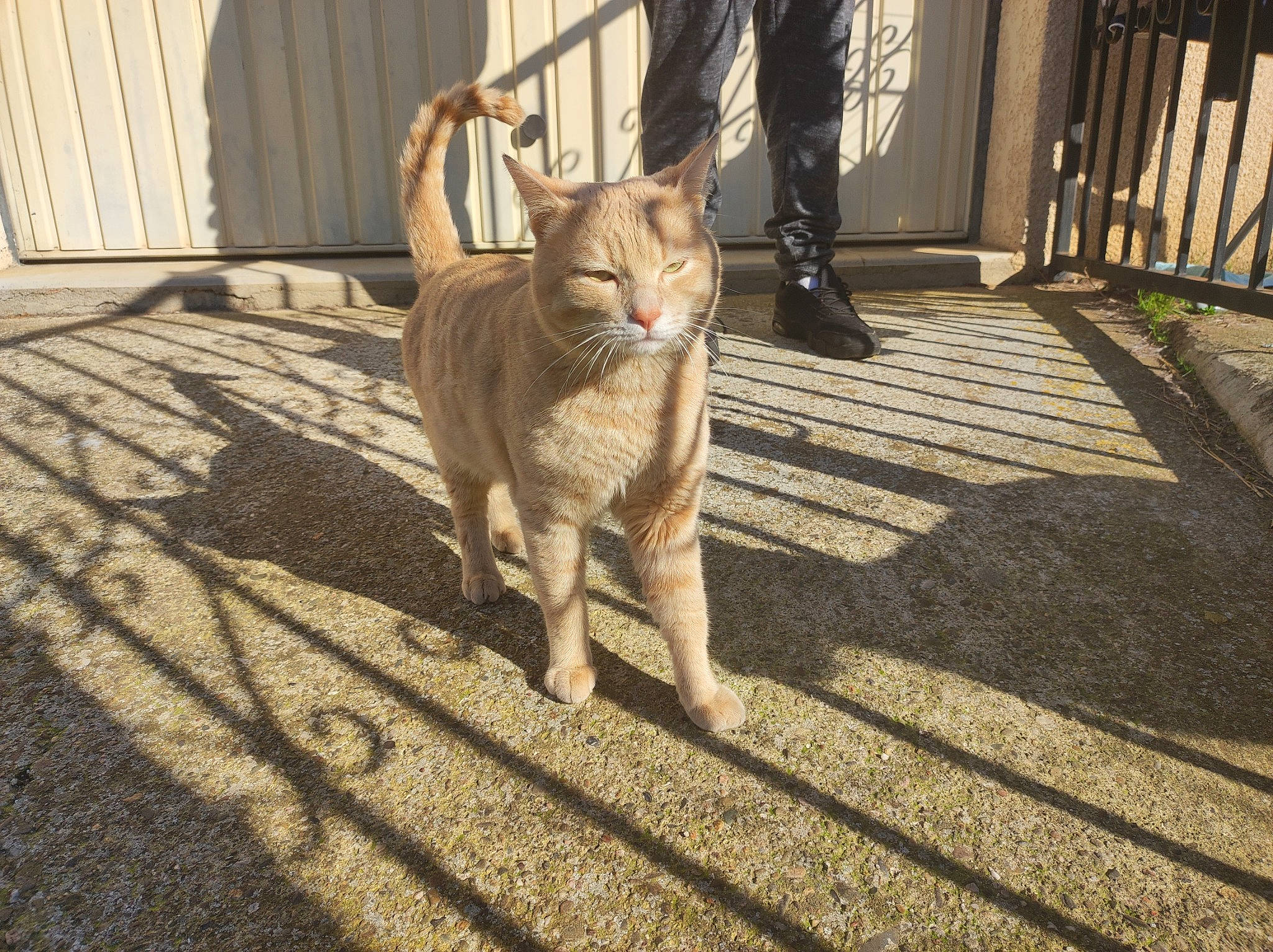 Marley participe au concours pour gagner de l'argent avec cette photo : asphalt, carnivore, cat, dog_breed, domestic_short_haired_cat, fawn, felidae, floor, flooring, grass, human_leg, road_surface, sidewalk, small_to_medium_sized_cats, snout, tail, terrestrial_animal, whiskers, wood, working_animal