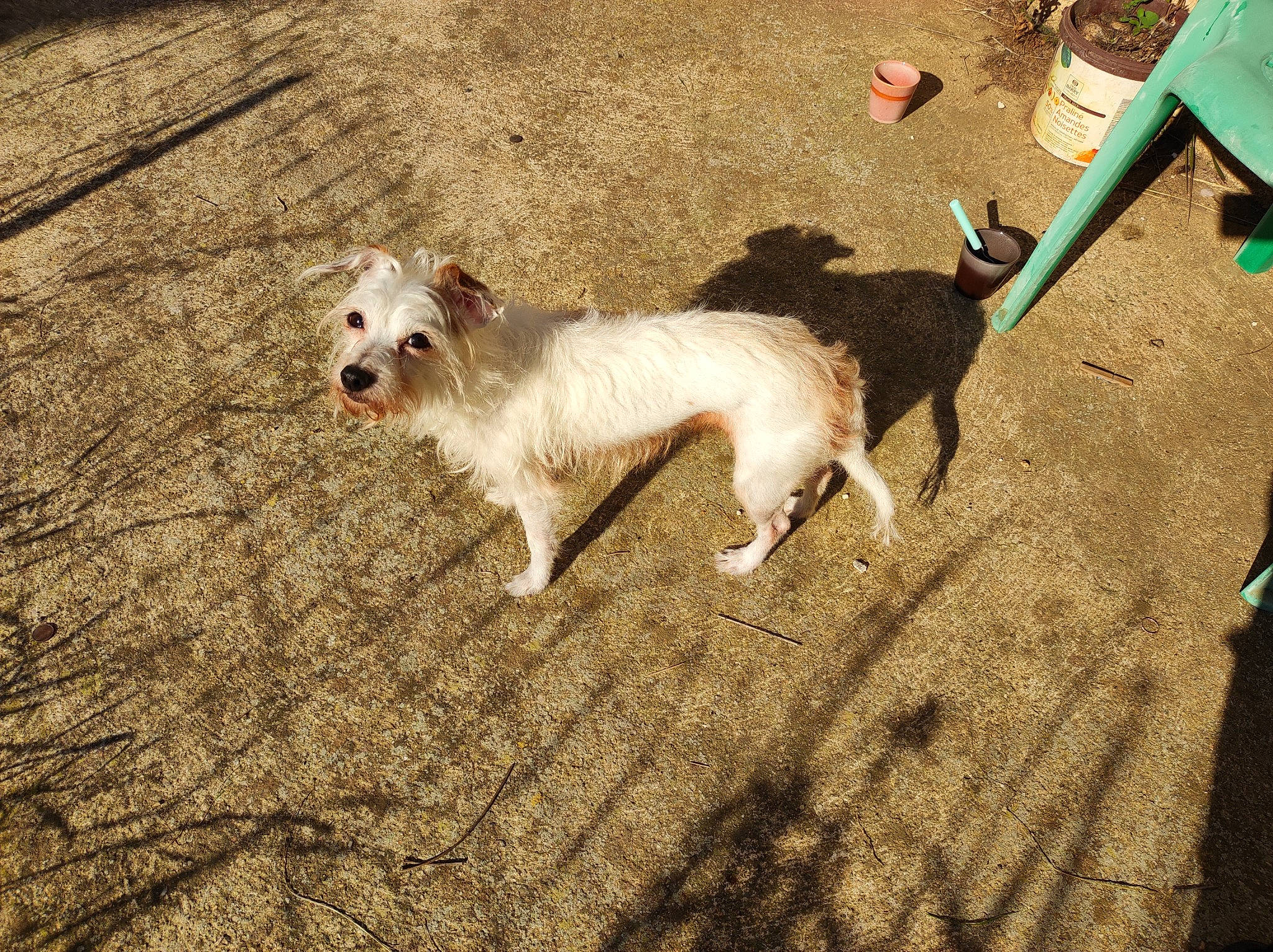 Shanel a rejoint le concours — aidez-le/la à gagner de superbes lots ! canidae, carnivore, collar, companion_dog, dog, dog_breed, dog_collar, dog_supply, fawn, grass, leash, road_surface, sidewalk, small_terrier, snout, sporting_group, tail, terrier, toy_dog, working_animal