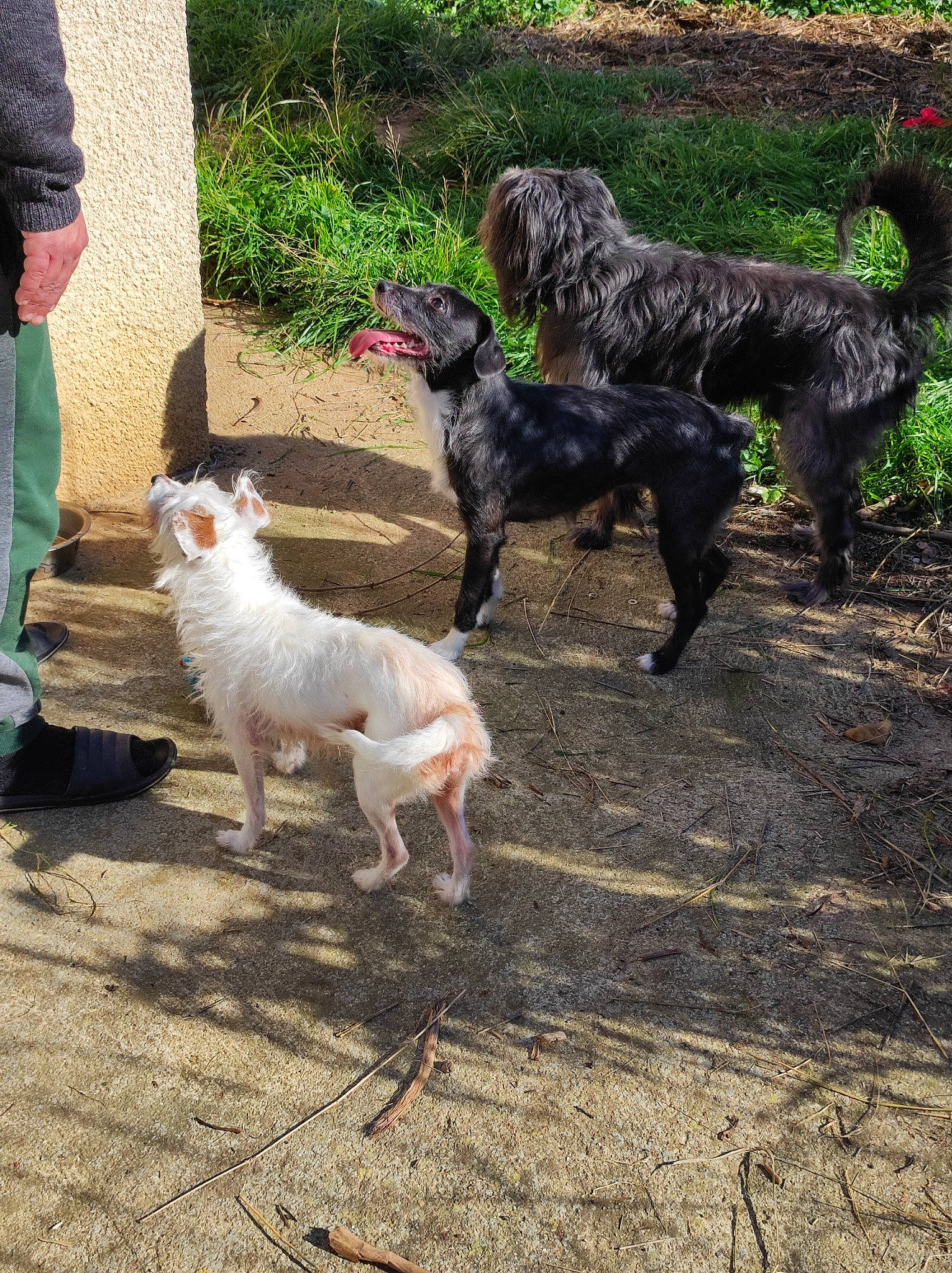 Shanel a rejoint le concours — aidez-le/la à gagner de superbes lots ! canidae, carnivore, companion_dog, dog, dog_breed, fawn, grass, gun_dog, hunting_dog, jeans, plant, retriever, soil, spaniel, sporting_group, tail, walking, water_dog, working_animal, working_dog