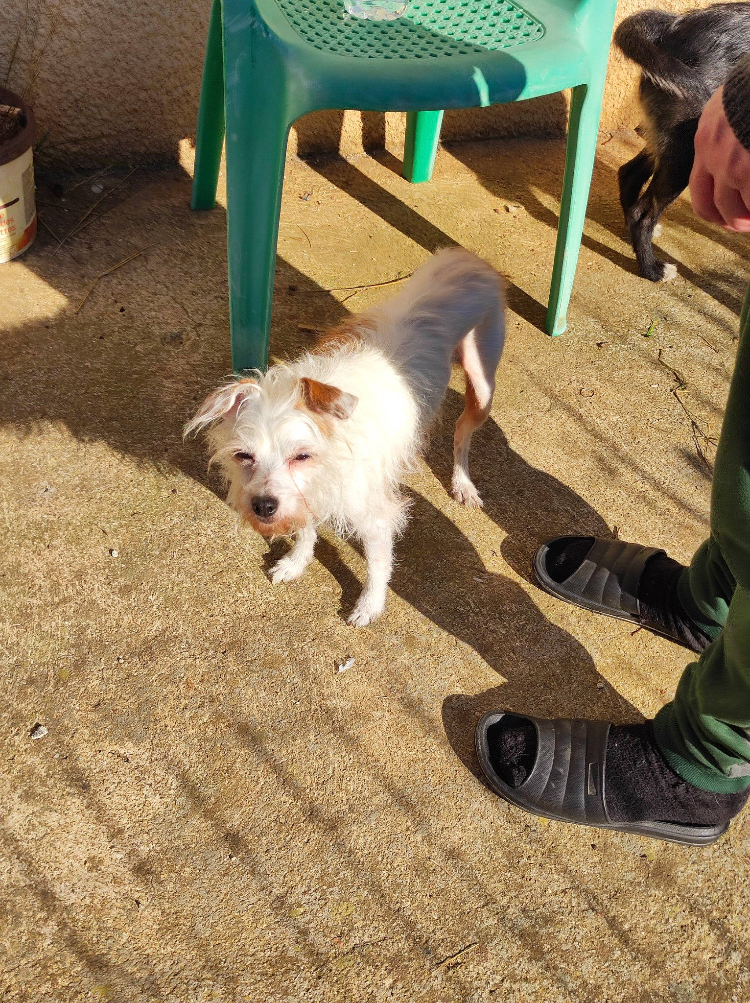 Shanel a rejoint le concours — aidez-le/la à gagner de superbes lots ! barefoot, canidae, carnivore, chair, companion_dog, dog, dog_breed, flooring, foot, fun, fur, leisure, outdoor_furniture, sitting, small_terrier, soil, sporting_group, tail, terrier, toy_dog