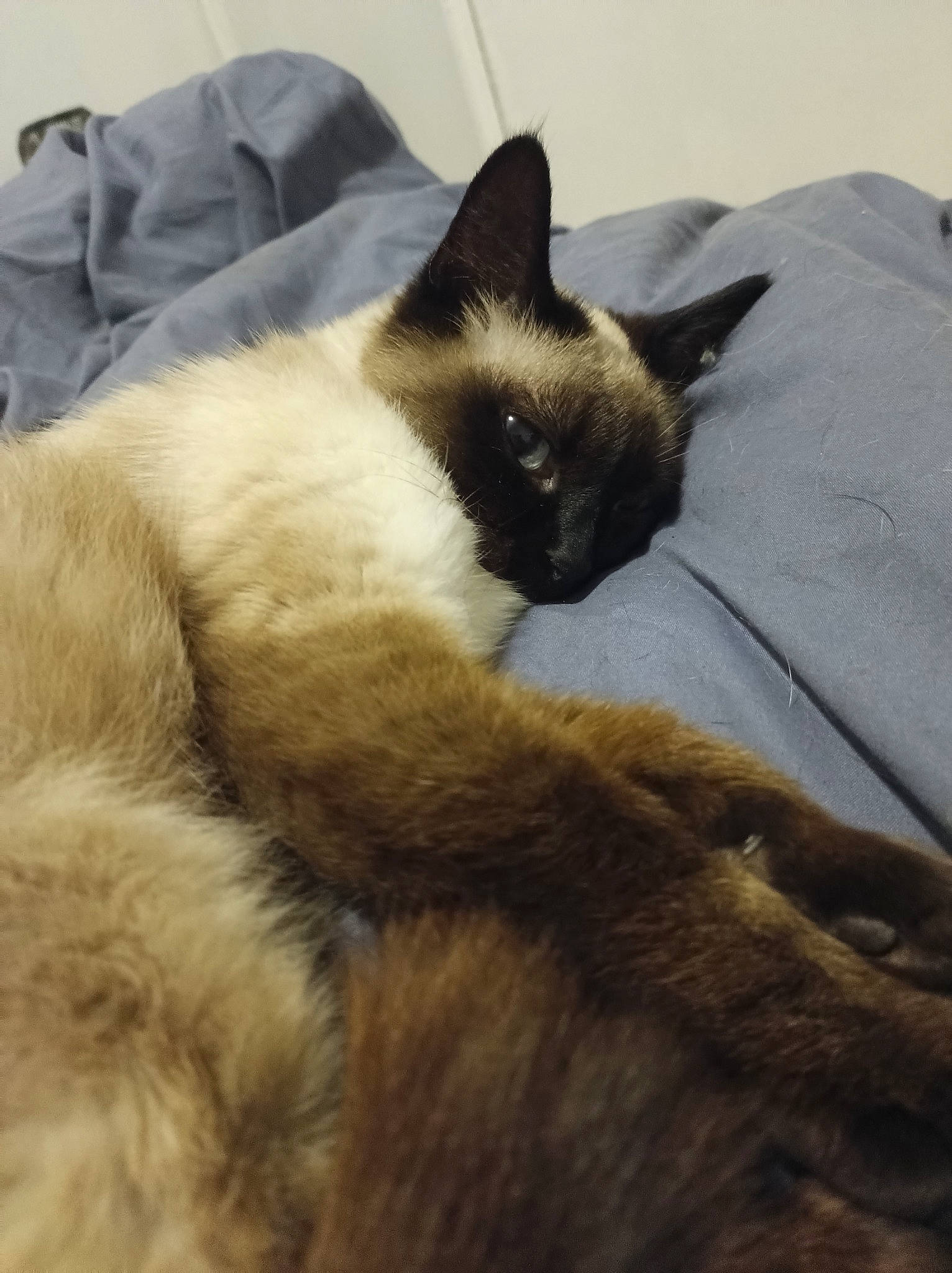 Shana participe au concours pour gagner de l'argent avec cette photo : carnivore, cat, claw, cloud, comfort, eye, fawn, felidae, fur, iris, linens, paw, siamese, sky, small_to_medium_sized_cats, snout, tail, tints_and_shades, whiskers, wood