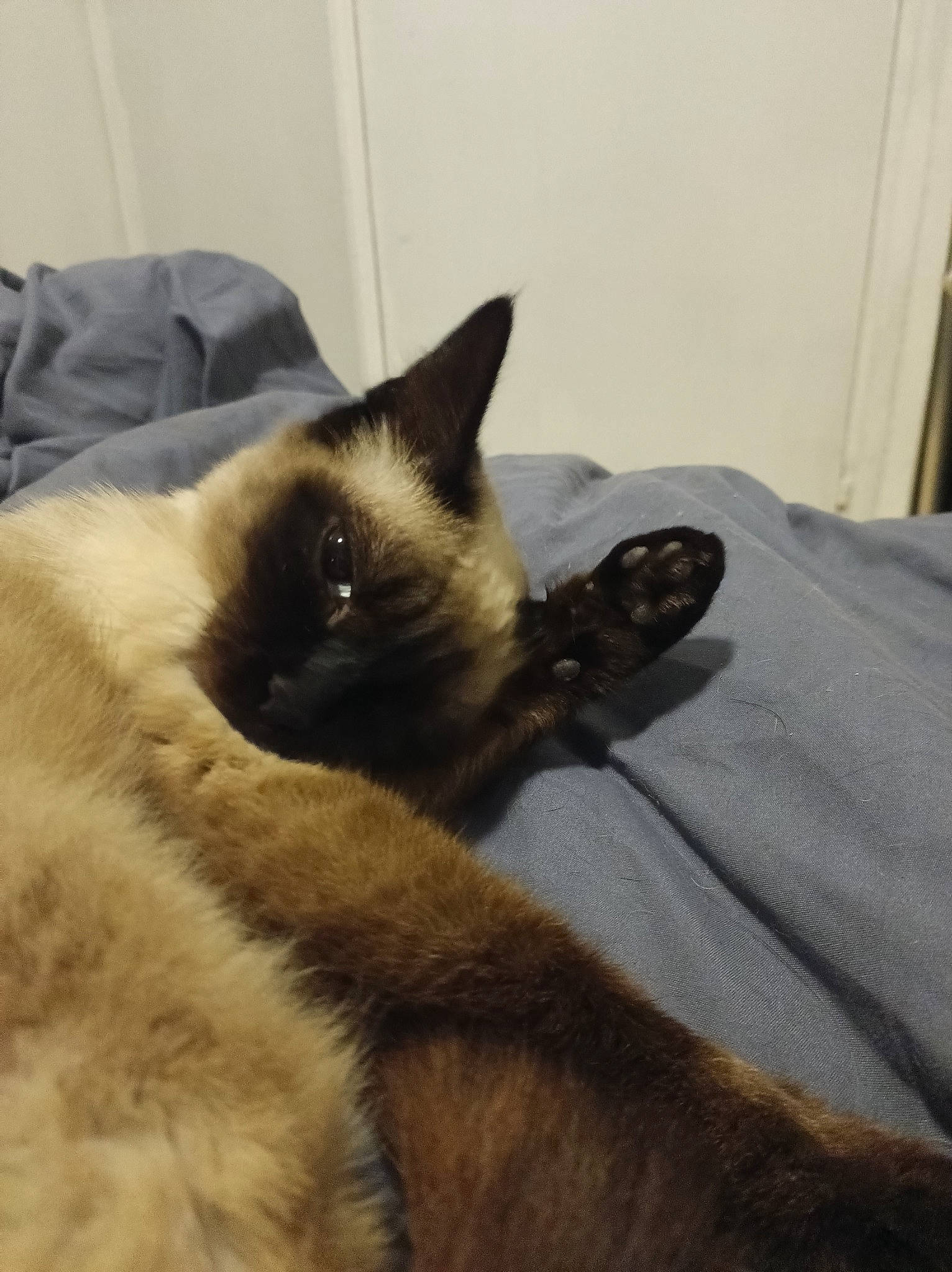 Shana participe au concours pour gagner de l'argent avec cette photo : balinese, birman, carnivore, cat, comfort, fawn, felidae, fur, mammal, siamese, sky, small_to_medium_sized_cats, snout, tail, thai, vertebrate, whiskers