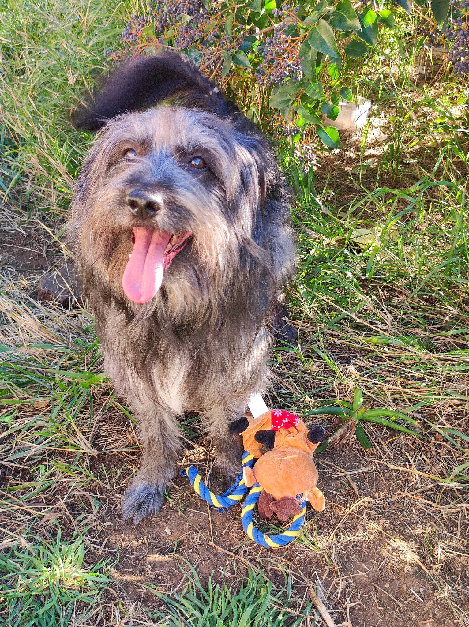 Kinaï a rejoint le concours — aidez-le/la à gagner de superbes lots ! bearded_collie, canidae, carnivore, companion_dog, dog, dog_breed, fur, grass, liver, plant, sapsali, small_terrier, snout, soil, sporting_group, stichelhaar, terrier, toy_dog, water_dog, working_animal