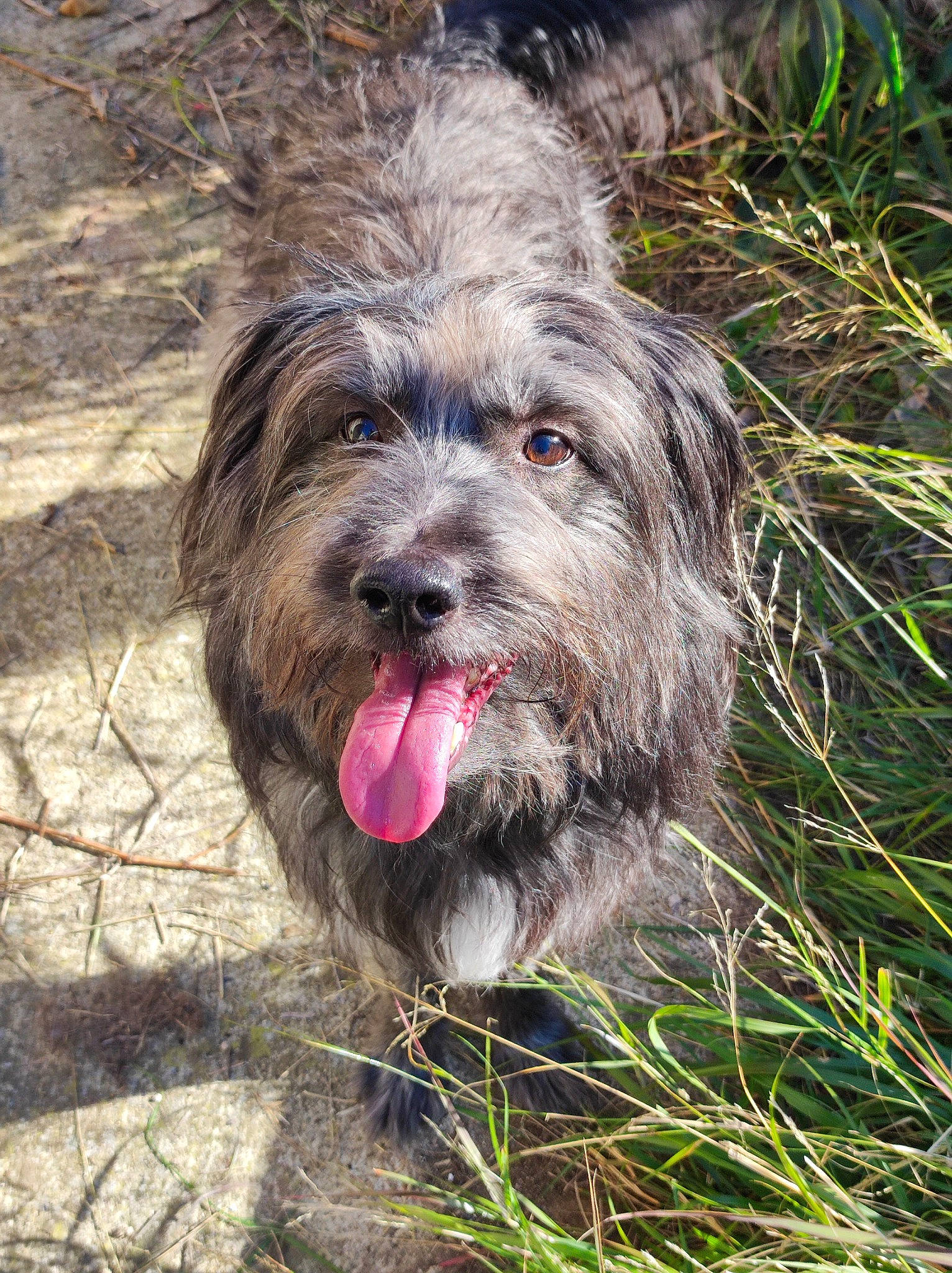 Kinaï a rejoint le concours — aidez-le/la à gagner de superbes lots ! canidae, carnivore, catalan_sheepdog, companion_dog, dog, dog_breed, fur, grass, liver, plant, poodle_crossbreed, sapsali, small_terrier, snout, soil, sporting_group, terrestrial_animal, terrier, toy_dog, water_dog