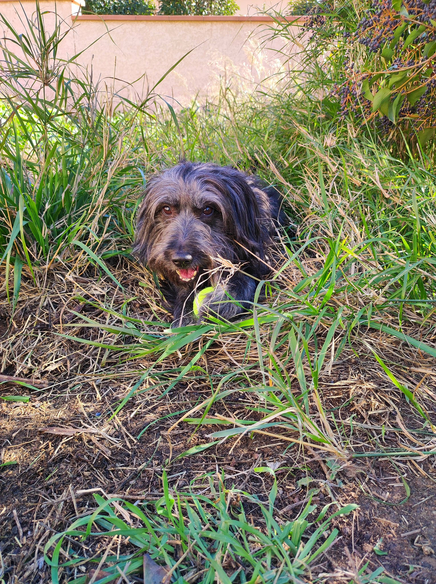 Kinaï a rejoint le concours — aidez-le/la à gagner de superbes lots ! canidae, carnivore, companion_dog, dog, dog_breed, grass, grass_family, groundcover, gun_dog, hierochloe, hunting_dog, liver, plant, pointing_breed, retriever, snout, soil, sporting_group, terrestrial_animal, working_animal