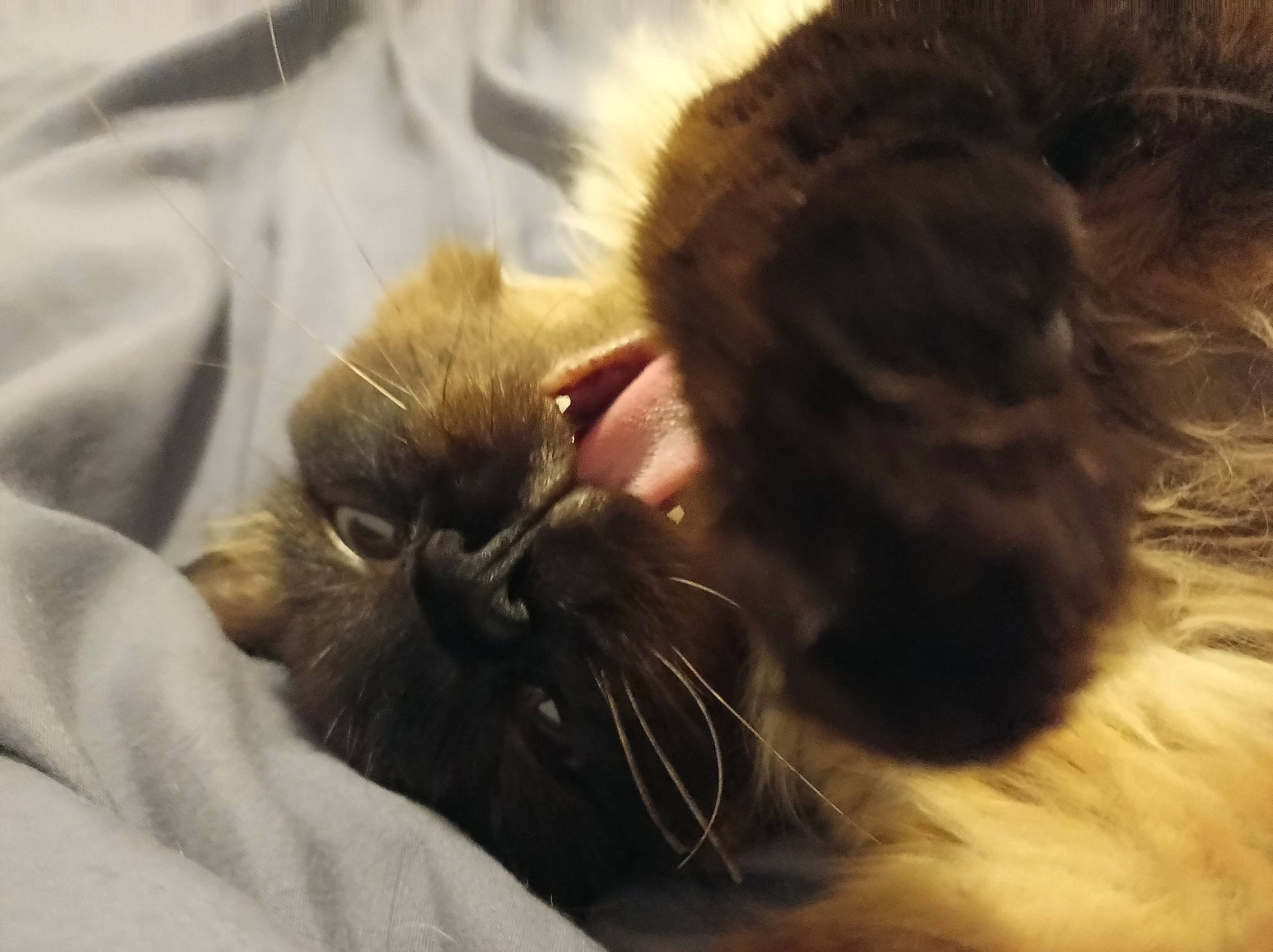 Cryspy a rejoint le concours — aidez-le/la à gagner de superbes lots ! canidae, carnivore, cat, claw, comfort, companion_dog, dog_breed, ear, fawn, felidae, fur, liver, mammal, paw, small_to_medium_sized_cats, snout, tail, textile, vertebrate, whiskers