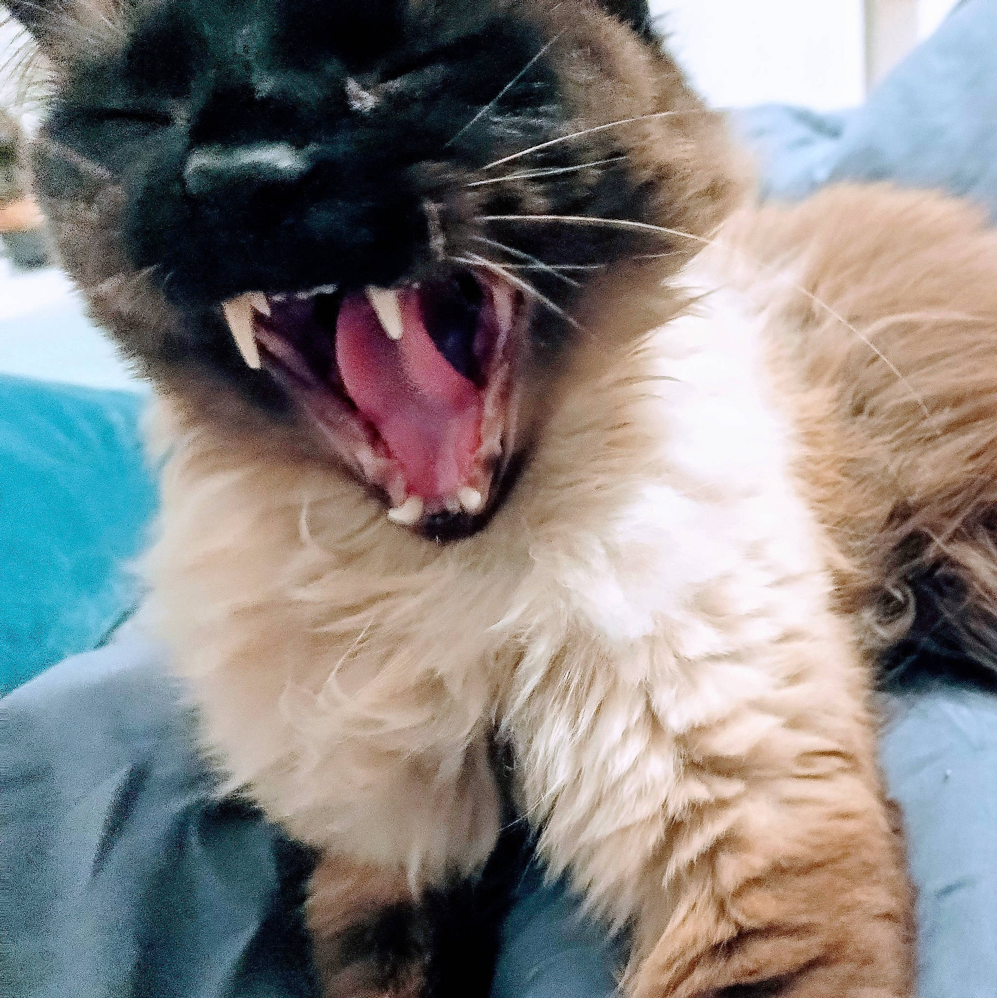 Cryspy a rejoint le concours — aidez-le/la à gagner de superbes lots ! carnivore, cat, claw, close_up, domestic_short_haired_cat, ear, fang, felidae, foot, gesture, jaw, mammal, paw, roar, small_to_medium_sized_cats, snout, tail, vertebrate, whiskers, yawn