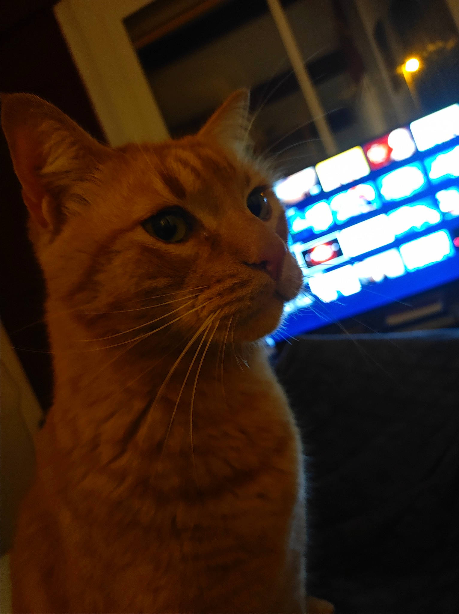 Neïko participe au concours pour gagner de l'argent avec cette photo : carnivore, cat, display_device, domestic_short_haired_cat, door, electric_blue, fawn, felidae, fur, led_backlit_lcd_display, small_to_medium_sized_cats, snout, tail, whiskers, window, wood