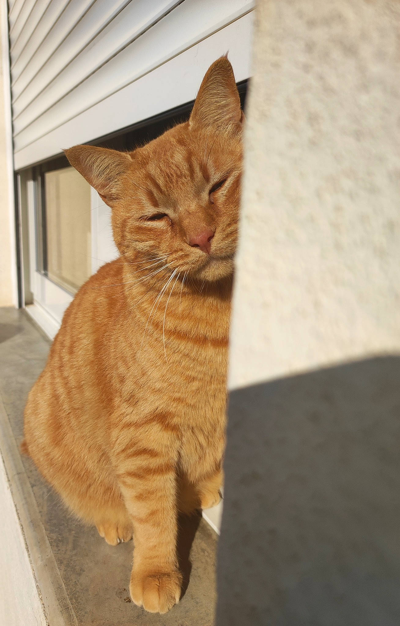 Neïko a rejoint le concours — aidez-le/la à gagner de superbes lots ! art, carnivore, cat, claw, domestic_short_haired_cat, fawn, felidae, flooring, foot, fur, hardwood, paw, small_to_medium_sized_cats, snout, tail, terrestrial_animal, whiskers, wildlife, window, wood