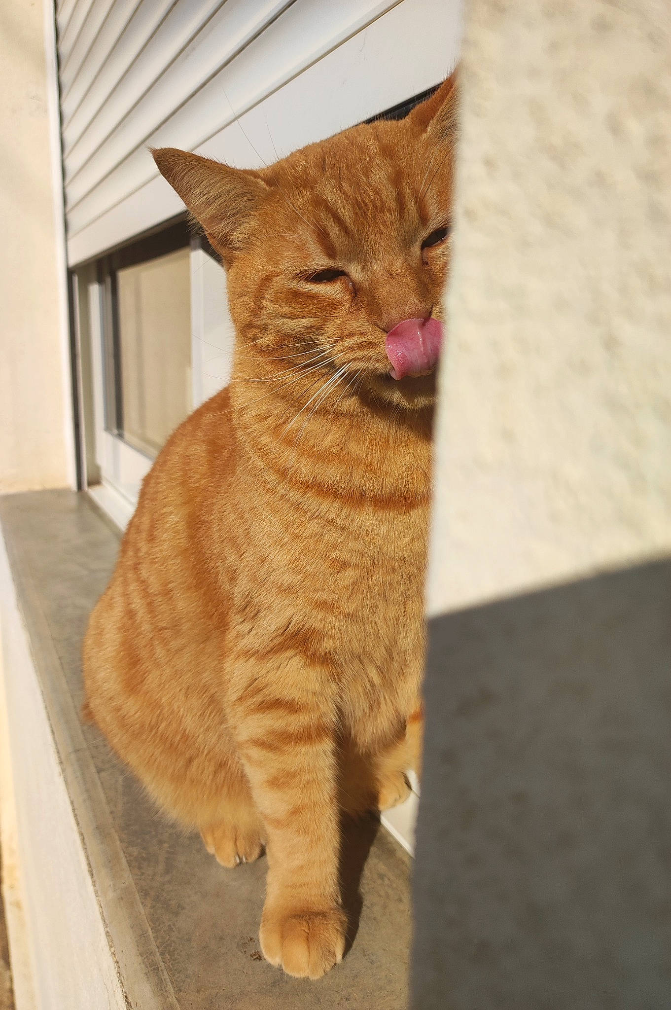 Neïko a rejoint le concours — aidez-le/la à gagner de superbes lots ! art, carnivore, cat, claw, domestic_short_haired_cat, fawn, felidae, flooring, foot, fur, paw, sitting, small_to_medium_sized_cats, snout, tail, terrestrial_animal, whiskers, wildlife, window, wood