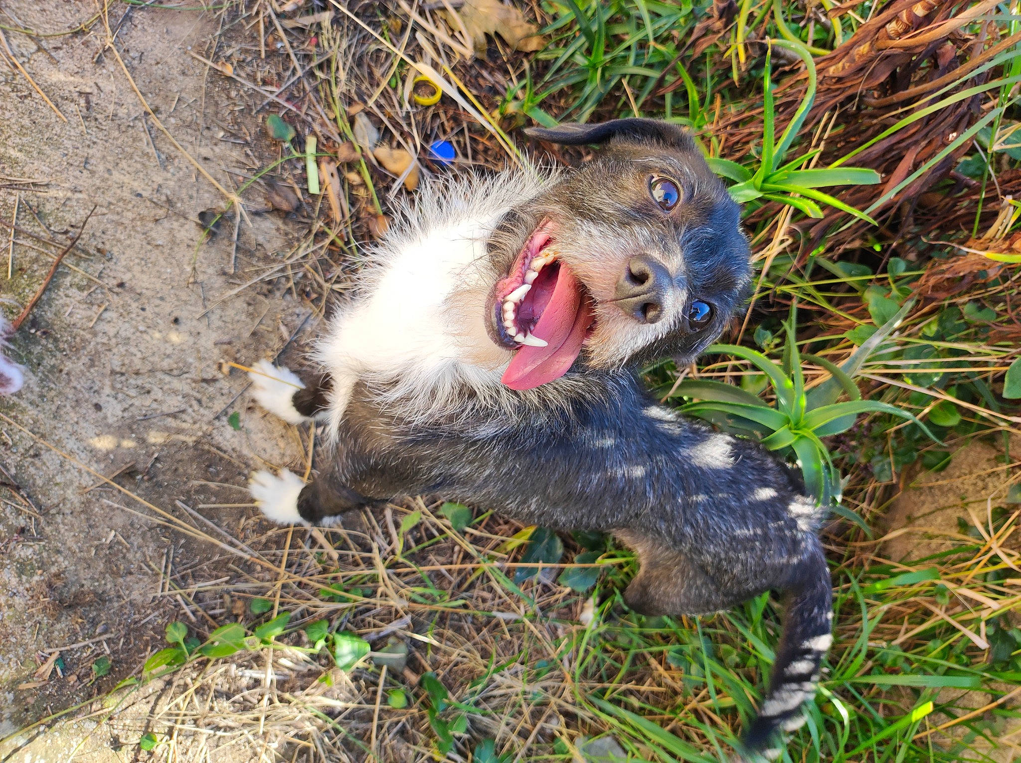 Inaya participe au concours pour gagner de l'argent avec cette photo : claw, fawn, ferret, fur, grass, groundcover, marsupial, mustelidae, nutria, paw, plant, primate, rodent, snout, soil, tail, terrestrial_animal, virginia_opossum, whiskers, wildlife