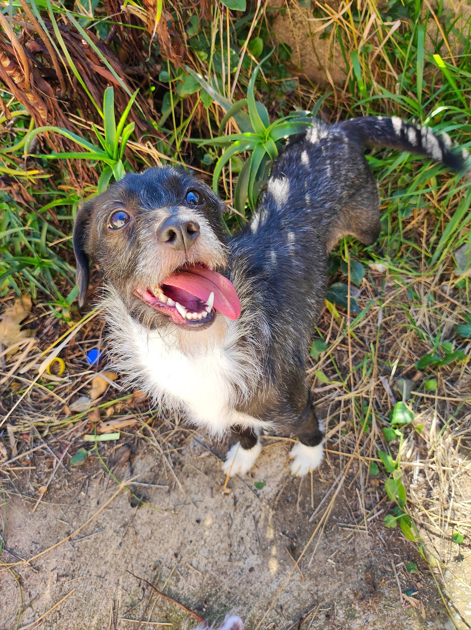 Inaya a rejoint le concours — aidez-le/la à gagner de superbes lots ! canidae, carnivore, companion_dog, dog, dog_breed, fang, ferret, grass, marsupial, mustelidae, mustelinae, otter, plant, smile, snout, soil, sporting_group, tasmanian_devil, terrestrial_animal, whiskers