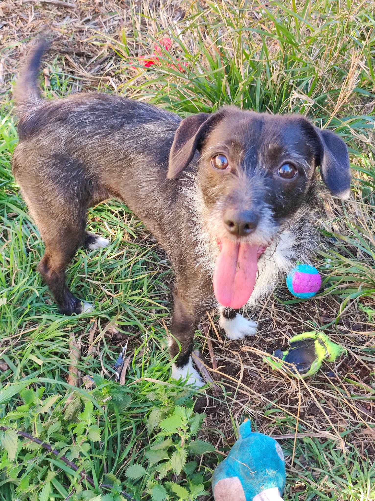 Inaya participe au concours pour gagner de l'argent avec cette photo : canidae, carnivore, companion_dog, dog, dog_breed, grass, groundcover, hunting_dog, liver, plant, snout, soil, sporting_group, terrestrial_animal, whiskers, working_animal