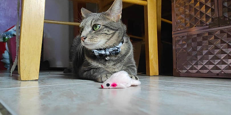 Jacky a rejoint le concours — aidez-le/la à gagner de superbes lots ! carnivore, cat, claw, domestic_short_haired_cat, felidae, flooring, fur, grey, hardwood, paw, sitting, small_to_medium_sized_cats, tail, whiskers, window, wood