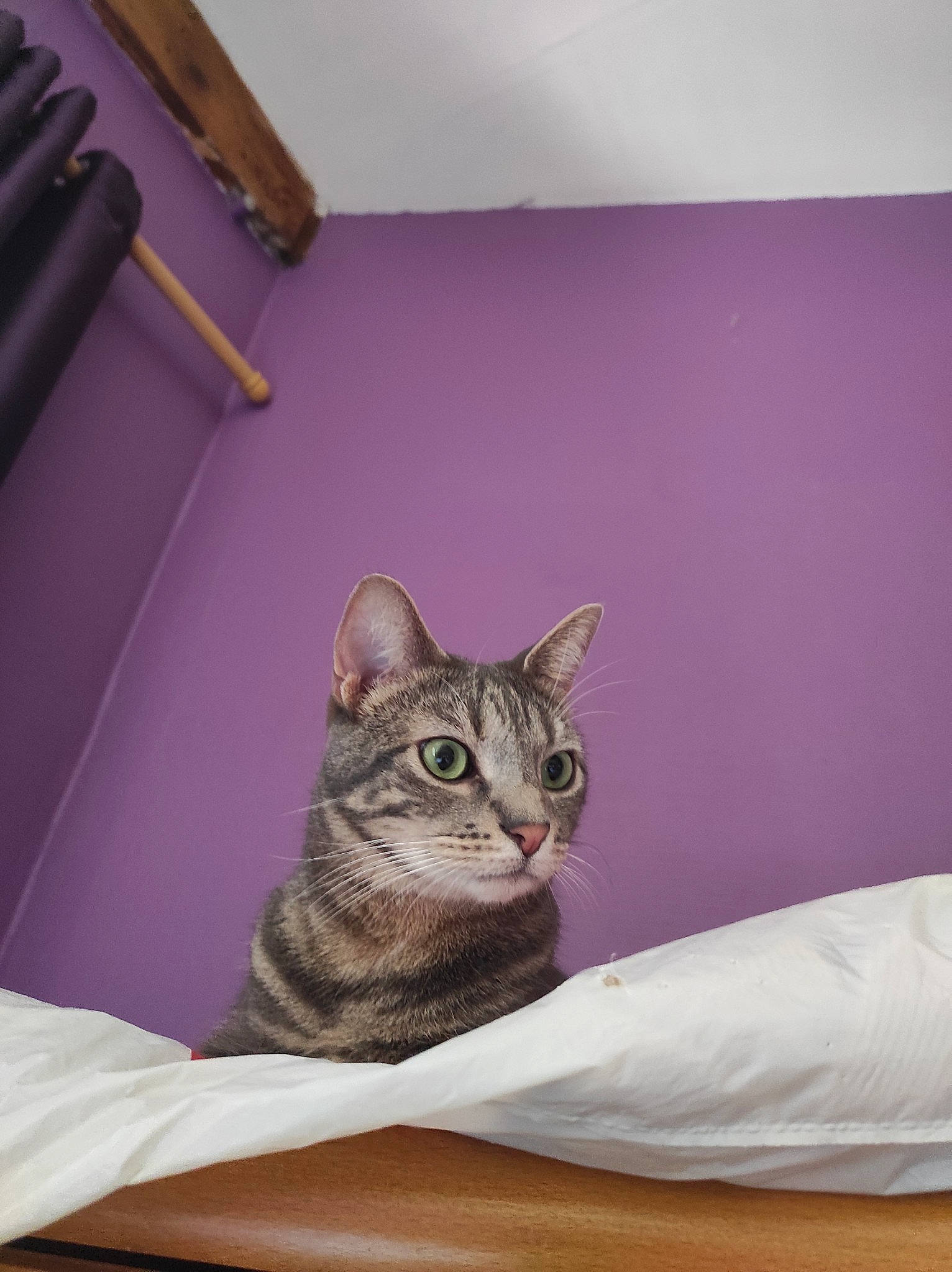 Jacky a rejoint le concours — aidez-le/la à gagner de superbes lots ! carnivore, cat, ceiling, comfort, domestic_short_haired_cat, felidae, flooring, fur, grey, hardwood, linens, magenta, plaster, purple, room, small_to_medium_sized_cats, snout, whiskers, wood