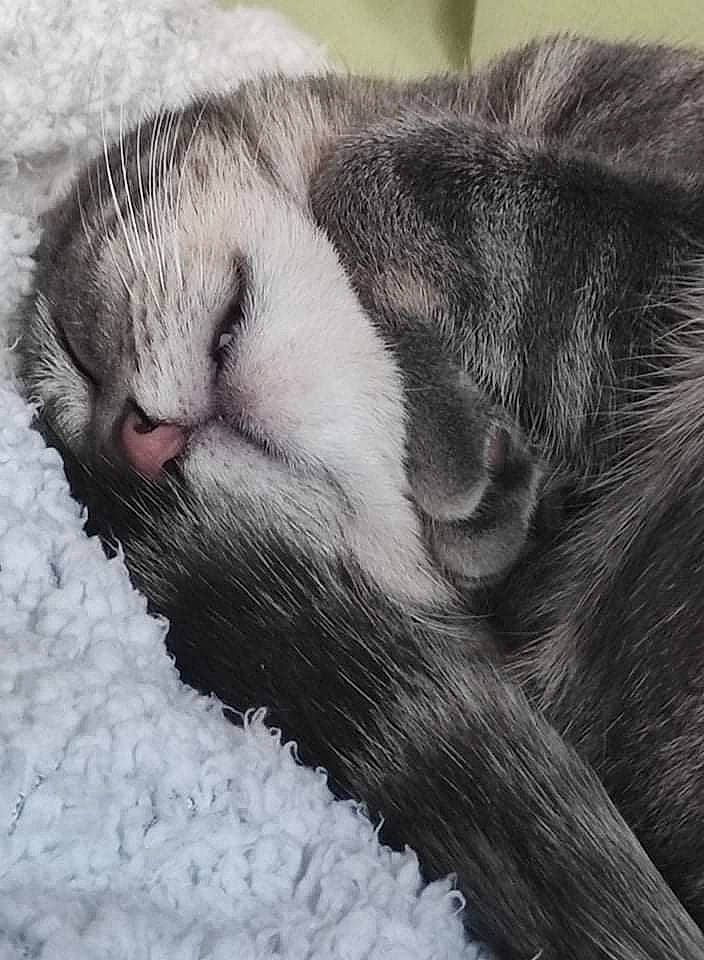 Jacky participe au concours pour gagner de l'argent avec cette photo : carnivore, cat, claw, comfort, dog_breed, domestic_short_haired_cat, felidae, fur, grey, nap, paw, scottish_fold, sleep, small_to_medium_sized_cats, snout, tail, terrestrial_animal, whiskers, wildlife, window