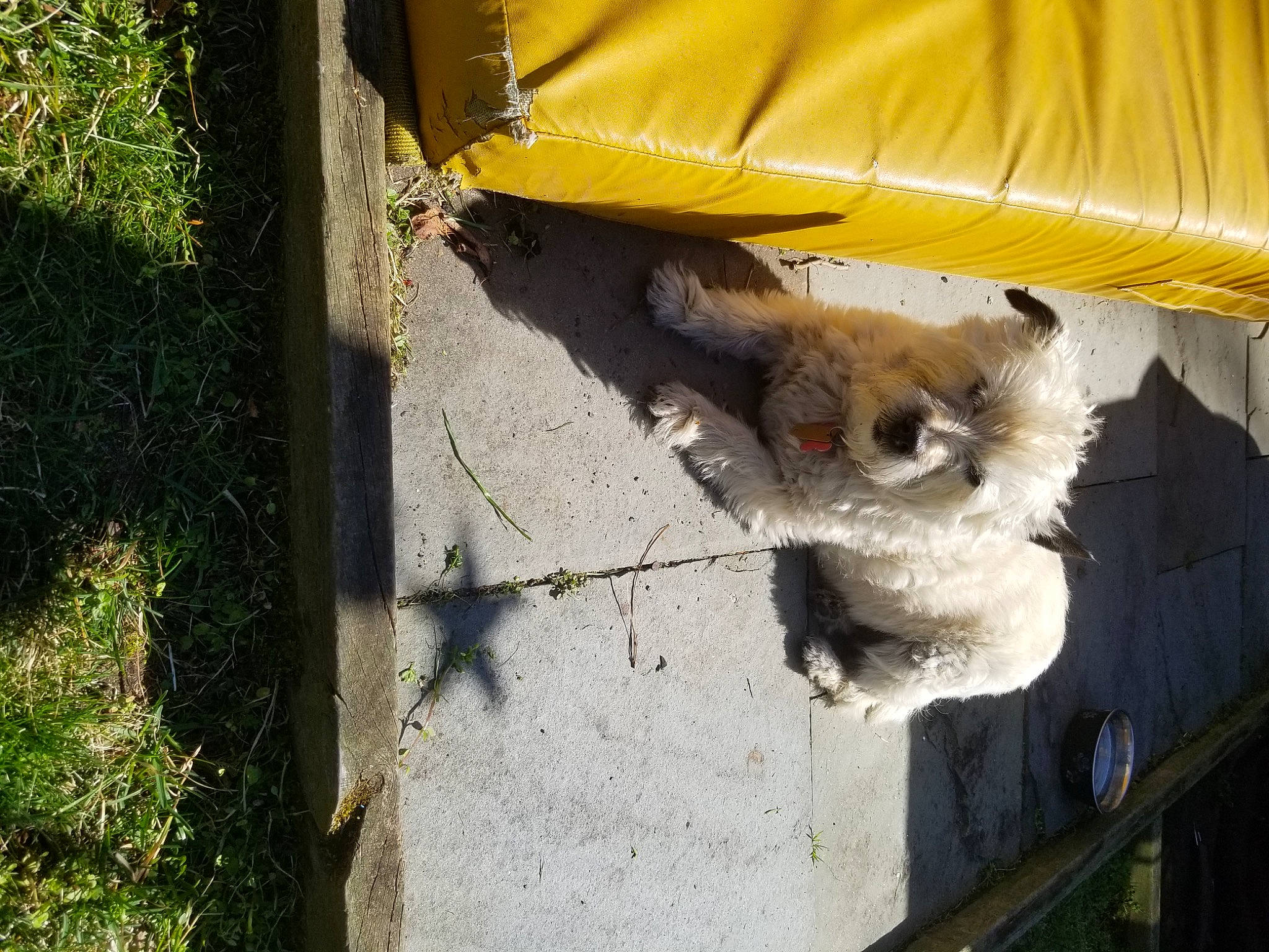 Maggie is registered to the contest to win money with this photo: canidae, carnivore, companion_dog, dog, dog_breed, fawn, felidae, fur, house, plant, road_surface, shade, small_to_medium_sized_cats, snout, sporting_group, tail, tints_and_shades, whiskers, window, wood