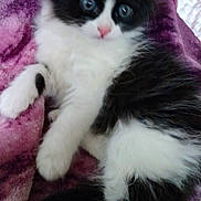 Sco joined the competition — help win amazing prizes! kitten, cat, black_and_white, fluffy, pet, animal, feline, cute, young, soft, blanket, purple, indoor, resting, paw, nose, fur, cozy, curious, lying_down