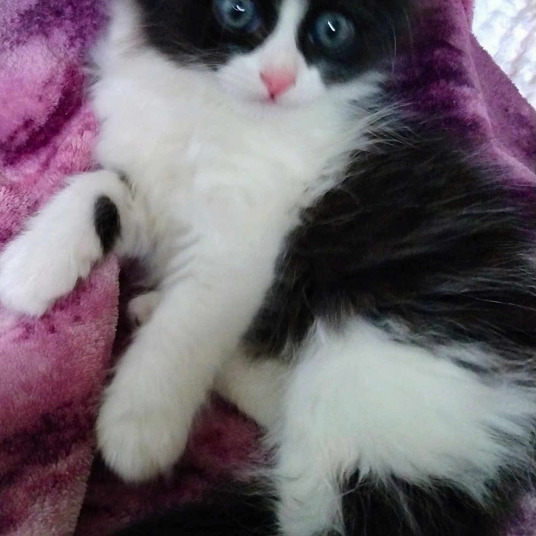 Sco joined the competition — help win amazing prizes! animal, black_and_white, blanket, cat, cozy, curious, cute, feline, fluffy, fur, indoor, kitten, lying_down, nose, paw, pet, purple, resting, soft, young