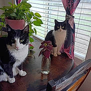 Gizmo joined the competition — help win amazing prizes! cat, black_and_white_cat, indoor, table, wooden_table, plant, potted_plant, window, window_blinds, curtain, pink_curtain, bottle, glass_bottle, leaf, purple_leaf, chair, wooden_chair, pet, animal, domestic_animal