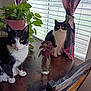 cat, black_and_white_cat, indoor, table, wooden_table, plant, potted_plant, window, window_blinds, curtain, pink_curtain, bottle, glass_bottle, leaf, purple_leaf, chair, wooden_chair, pet, animal, domestic_animal