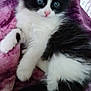 Gizmo joined the competition — help win amazing prizes! kitten, cat, black_and_white, fluffy, pet, animal, feline, cute, young, soft, blanket, purple, indoor, resting, paw, nose, fur, cozy, curious, lying_down