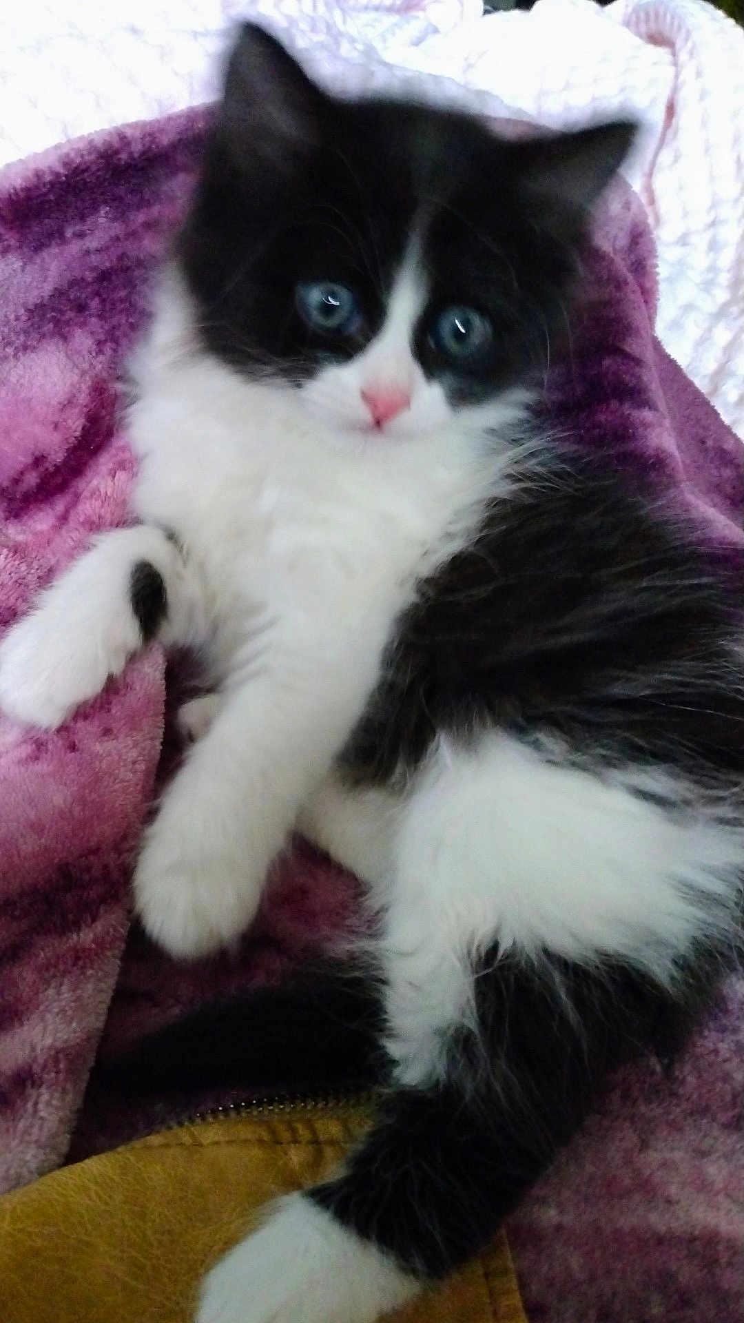Gizmo