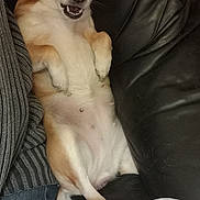 Oly a rejoint le concours — aidez-le/la à gagner de superbes lots ! dog, pet, leather_couch, indoor, brown_and_white, small_dog, lying_down, paws_up, person, sweater, jeans, black_leather, fur, cute, animal, companion, relaxed, mouth_open, ears_up, home