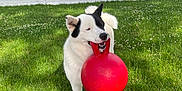 Maki joined the competition — help win amazing prizes! dog, grass, red_ball, backyard, fence, tree, sunlight, pet, canine, playful, outdoor, white_black_dog, animal, nature, summer, greenery, toy, mouth_holding, daytime, happy