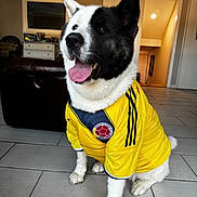 Maki joined the competition — help win amazing prizes! dog, indoor, yellow_jersey, colombia_football, pet, happy, tongue_out, black_and_white_fur, sitting, tile_floor, sportswear, ears_up, home, cheerful, canine, portrait, smiling, paw, fur, animal