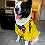 dog, indoor, yellow_jersey, colombia_football, pet, happy, tongue_out, black_and_white_fur, sitting, tile_floor, sportswear, ears_up, home, cheerful, canine, portrait, smiling, paw, fur, animal
