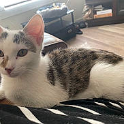 Arizona is registered to the contest to win money with this photo: kitten, cat, pet, indoor, furniture, striped_clothing, ears, eyes, fur, resting, curious, home, floor, light, window, couch, table, pet_bed, comfort, relax