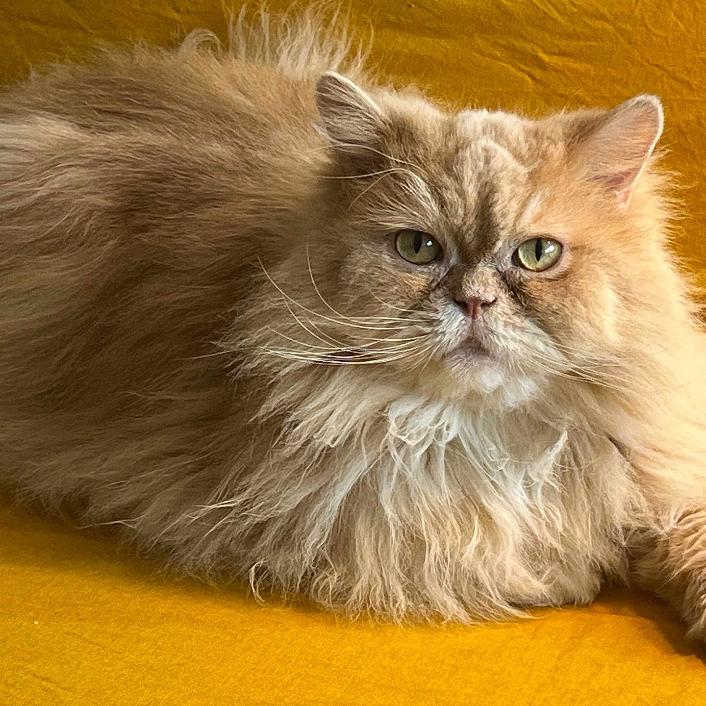 Michel a rejoint le concours — aidez-le/la à gagner de superbes lots ! abyssinian, angora, animal, cat, couch, furniture, hardwood, kitten, manx, pet, siamese, wood