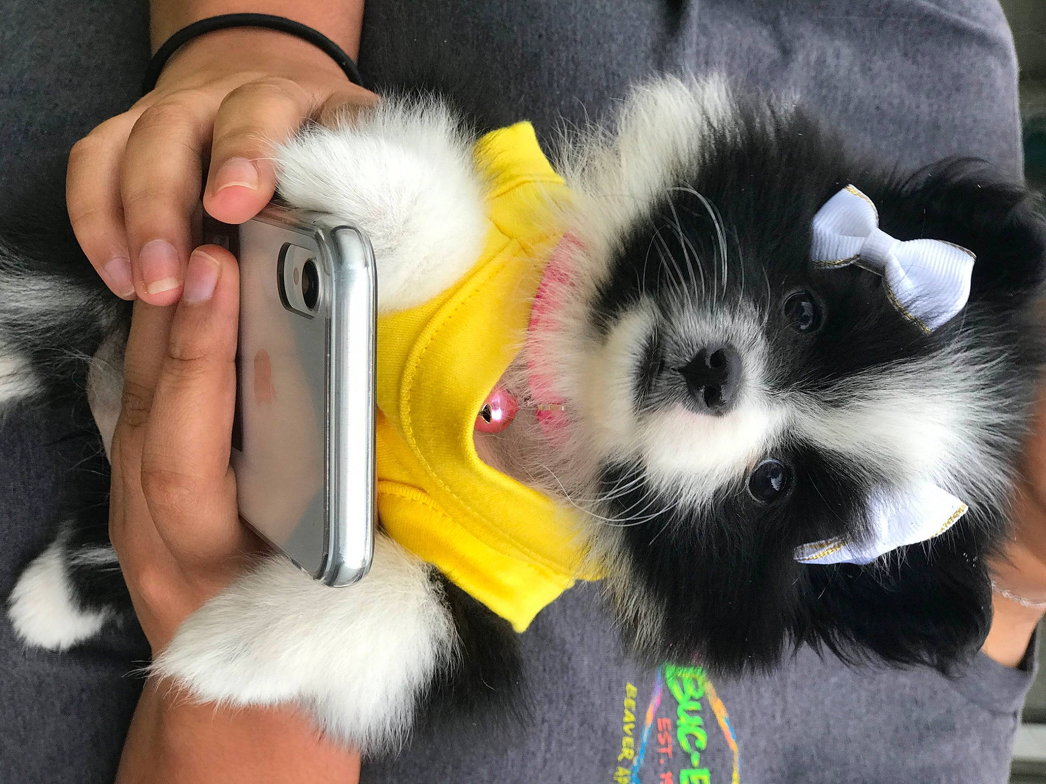 Peppa is registered to the contest to win money with this photo: canidae, carnivore, companion_dog, dog, dog_breed, fur, japanese_chin, mammal, pomeranian, puppy, shih_tzu, skunk, striped_skunk