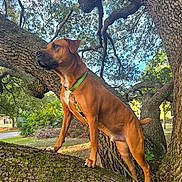 Ace joined the competition — help win amazing prizes! alert, animal, branch, brown_dog, canine, daylight, dog, forest, fur, green_collar, leash, muzzle, nature, oak_tree, outdoor, park, pet, sky, standing, tree