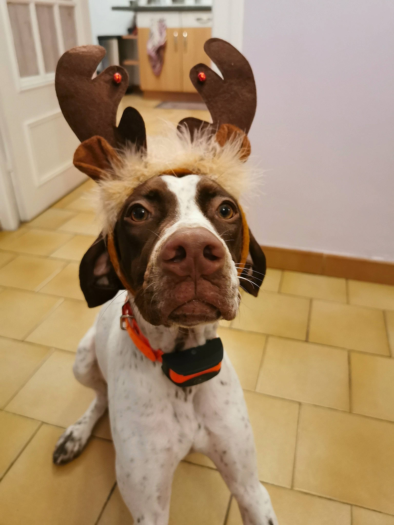 Rika participe au concours pour gagner de l'argent avec cette photo : canidae, carnivore, collar, companion_dog, dog, dog_breed, dog_collar, door, fawn, floor, flooring, fur, home_door, liver, pet_supply, snout, tile, vertebrate, whiskers, working_animal