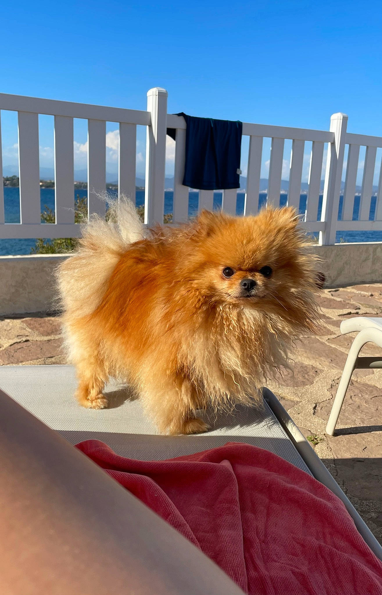 Rio participe au concours pour gagner de l'argent avec cette photo : asphalt, carnivore, companion_dog, dog_breed, fawn, felidae, fence, fur, liver, road_surface, shade, sky, snout, spitz, sporting_group, tail, toy_dog, whiskers, windscreen_wiper, windshield