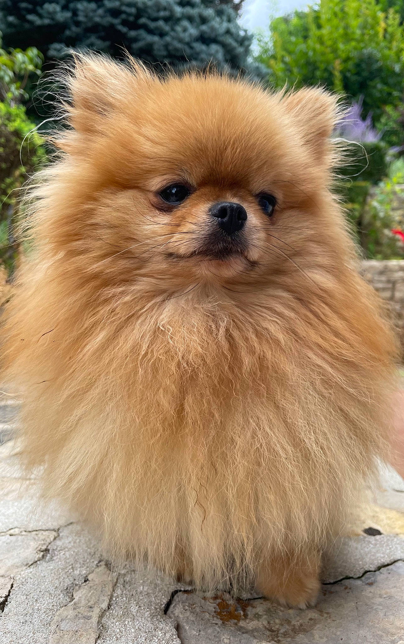 Rio a rejoint le concours — aidez-le/la à gagner de superbes lots ! canidae, carnivore, companion_dog, dog, dog_breed, fawn, fur, german_spitz, german_spitz_klein, german_spitz_mittel, liver, plant, snout, spitz, sporting_group, toy_dog, tree, volpino_italiano, whiskers, working_animal