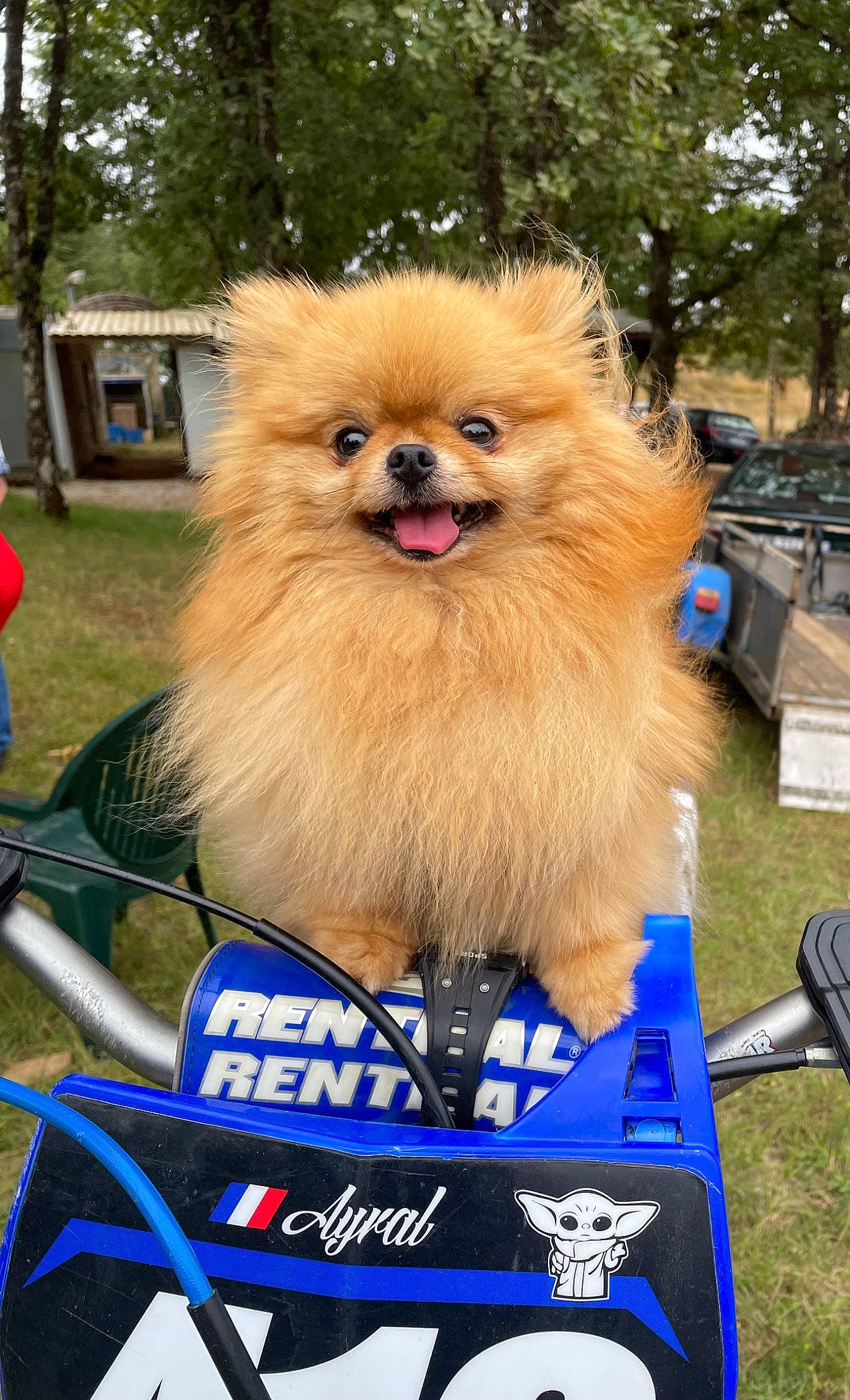 Rio a rejoint le concours — aidez-le/la à gagner de superbes lots ! canidae, car, carnivore, companion_dog, dog, dog_breed, dog_supply, electric_blue, fawn, fur, german_spitz, liver, pet_supply, snout, spitz, sporting_group, toy_dog, tree, vehicle, working_animal