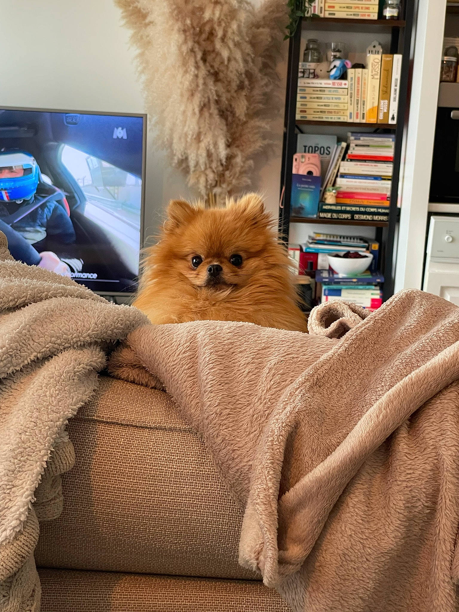 Rio participe au concours pour gagner de l'argent avec cette photo : bookcase, box, carnivore, cat, chair, comfort, companion_dog, fawn, felidae, fur, hardwood, linens, publication, room, shelf, shelving, small_to_medium_sized_cats, textile, whiskers, wood