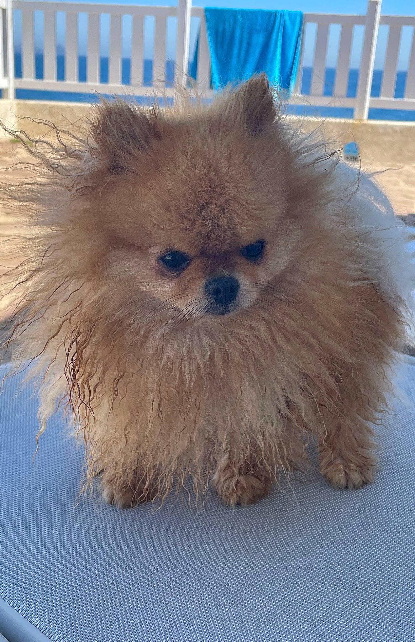 Rio a rejoint le concours — aidez-le/la à gagner de superbes lots ! canidae, carnivore, companion_dog, dog, dog_breed, electric_blue, eye, fawn, flooring, fur, german_spitz, german_spitz_klein, german_spitz_mittel, liver, snout, spitz, sporting_group, toy_dog, whiskers, working_animal