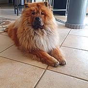 The a rejoint le concours — aidez-le/la à gagner de superbes lots ! animal, brown, canine, chow_chow, companion, cute, dog, domestic_animal, floor, fluffy, furniture, home, indoor, lying_down, pet, pillar, portrait, relaxed, stools, tiled_floor