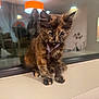 kitten, cat, tortoiseshell, fur, pet, indoors, windowsill, reflection, harness, curious, animal, young, cute, feline, mammal, domestic, window, lighting, cozy, blurred_background