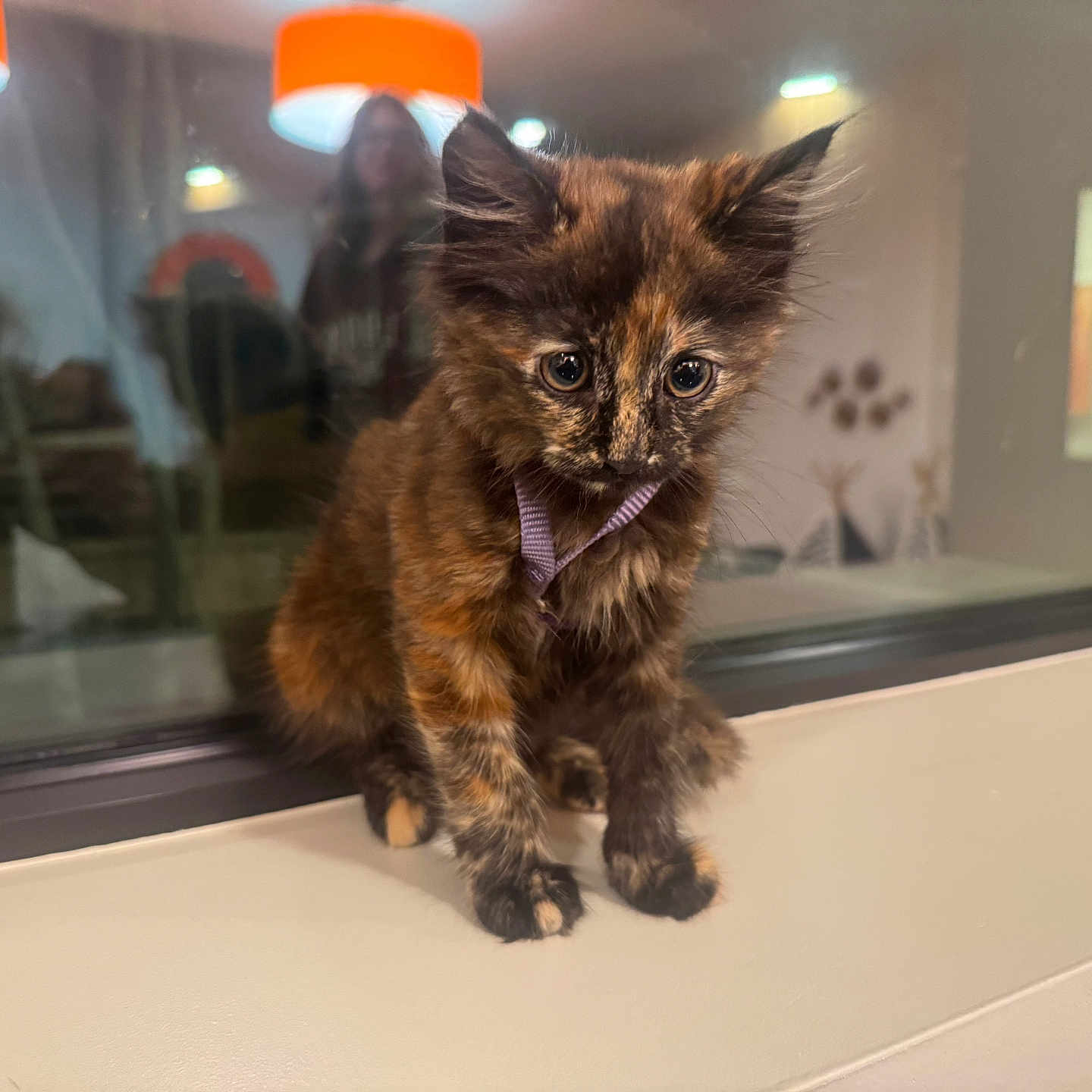 Larrie joined the competition — help win amazing prizes! animal, blurred_background, cat, cozy, curious, cute, domestic, feline, fur, harness, indoors, kitten, lighting, mammal, pet, reflection, tortoiseshell, window, windowsill, young